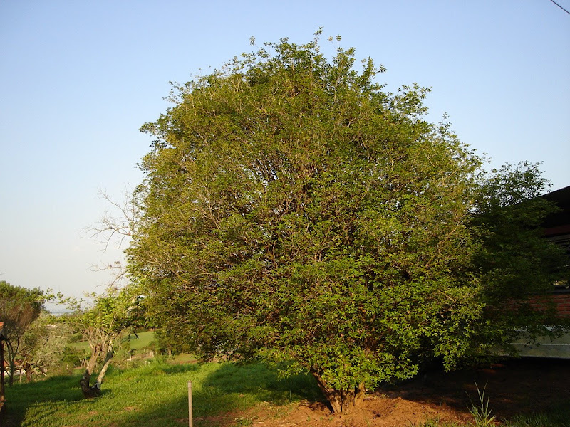 LEAVES OF GRASS: JABOTICABA, SAVOR OF MY CHILDHOOD