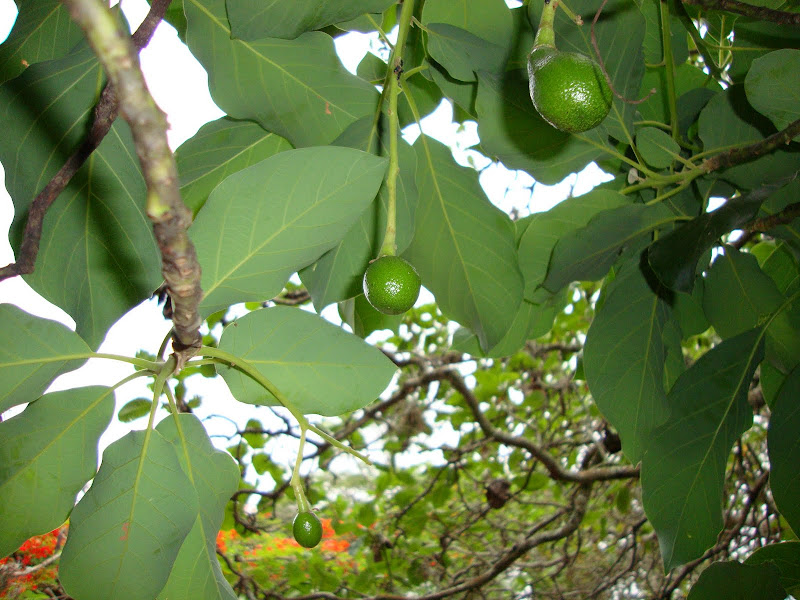 LEAVES OF GRASS AVOCADO BLOOM AND FRUITS