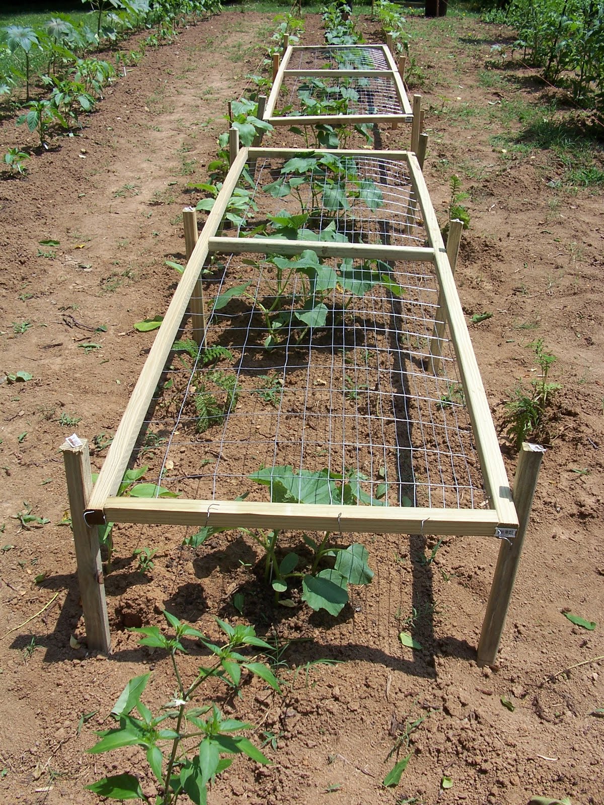 Campus Crops Pruning and trellising more stuff cucumbers