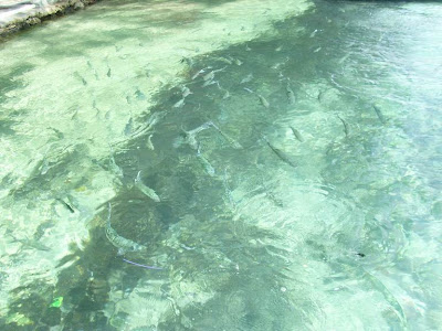 Mancing Gembira: Bandeng Pulau Putri