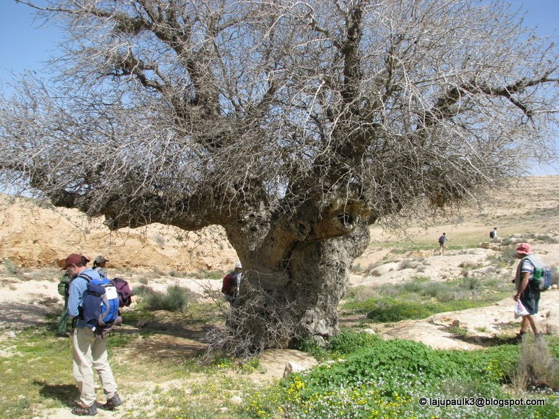 THROUGH THE LAND OF ISRAEL III Terebinth or Pistacia atlantica