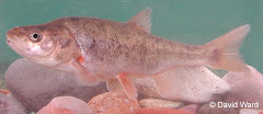 Gila chub