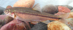 Longfiin dace