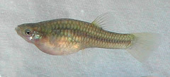 Gila topminnow