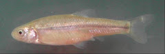 Fathead minnow