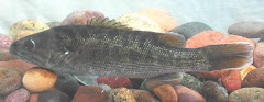 Smallmouth bass