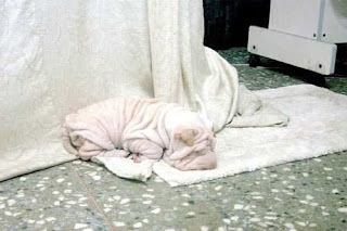 wrinkle dog