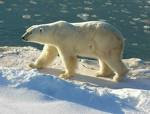 Facts About Polar Bears