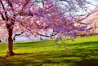 Spring’s Arrival (Friday Fiction)