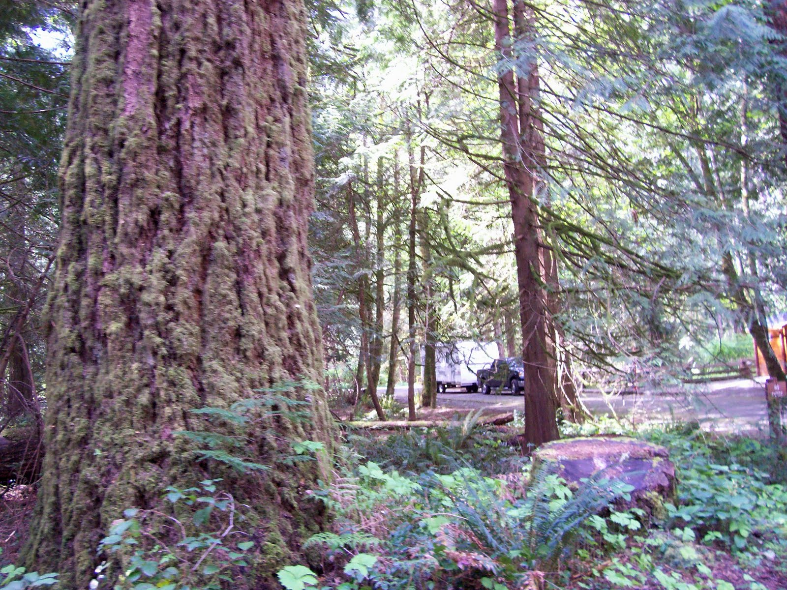 Vancouver Island Big Trees Goldstream Provincial Park's 600 Year Old Trees