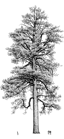 Bengawan Solo: dates tree drawings