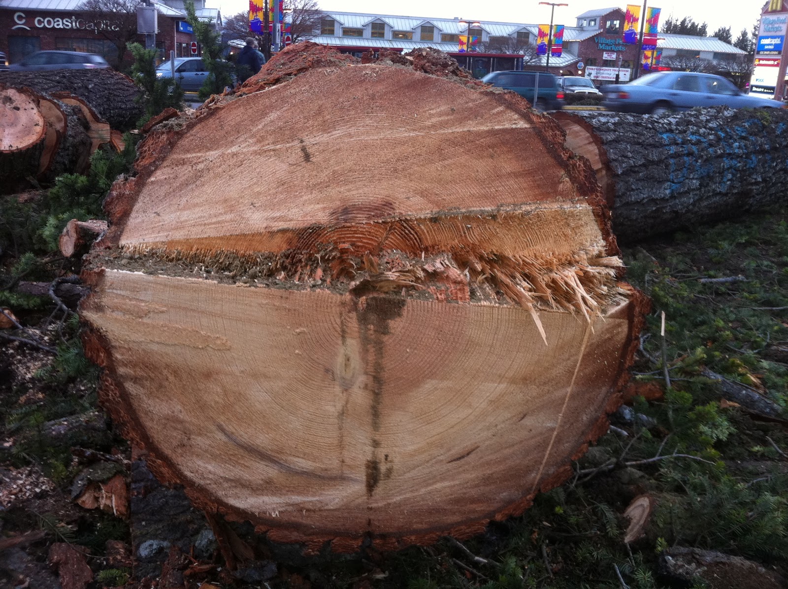 Vancouver Island Big Trees Sooke's Evergreen Mall Trees Appeared
