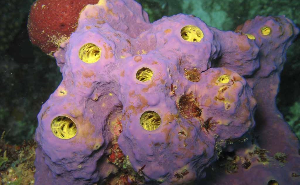 Animal Kingdom Project: Phylum Porifera