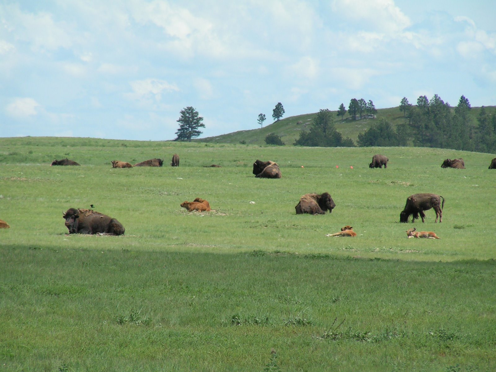 [Rushmore-Wind+Cave+254.JPG]