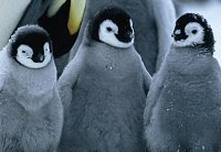 Young penguins
