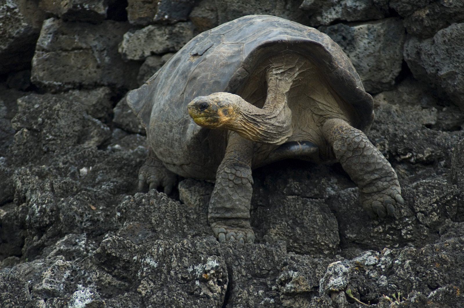 [0239+tortoise+re+re+redux.JPG]