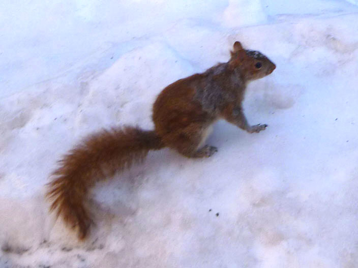 The New York Squirrel: Squirrels on Ice