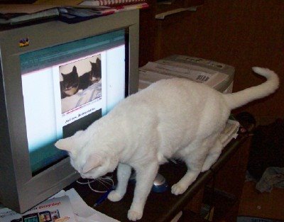 [kat's+cat+working.jpg]