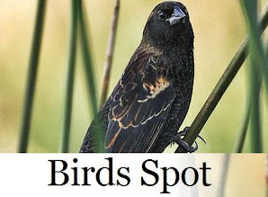 Birds Spot