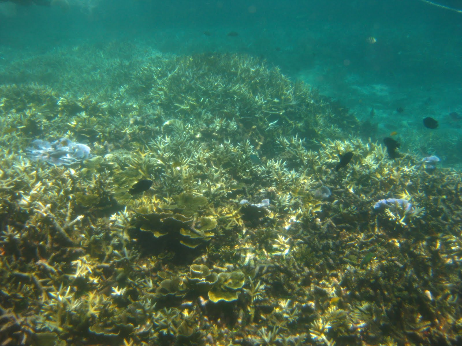 pemandangan dasar laut pulau redang