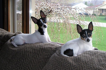 Tulip and Violet