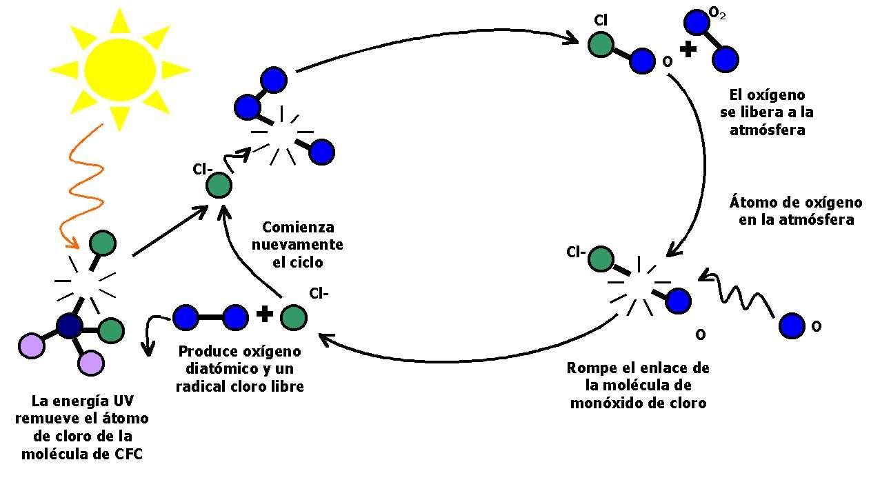 Cloroplastas ¿Qué es el "agujero" de la capa de ozono?