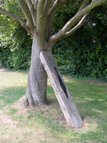 tree care canada tree support systems props