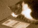 Miss Spot reading an invoice