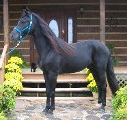 Guinness' Sire: Cedarhill Sam