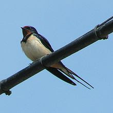 Hirondelle ou martinetargonnaize Centerblog