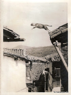 Un gato saltando de un tejado a otro en Candelario Salamanca