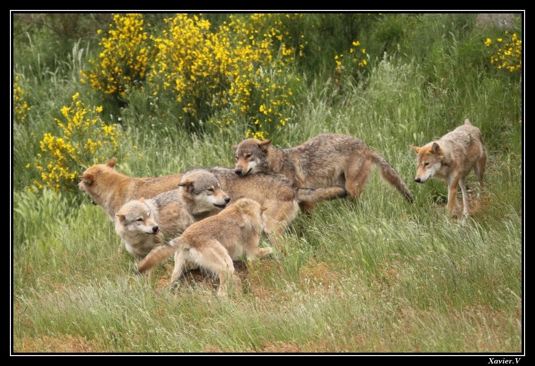 Naturascope: 08/06 Parc des loups du Gévaudan