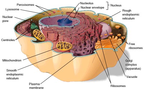 Durante el muscular ejercicio fatiga extrema