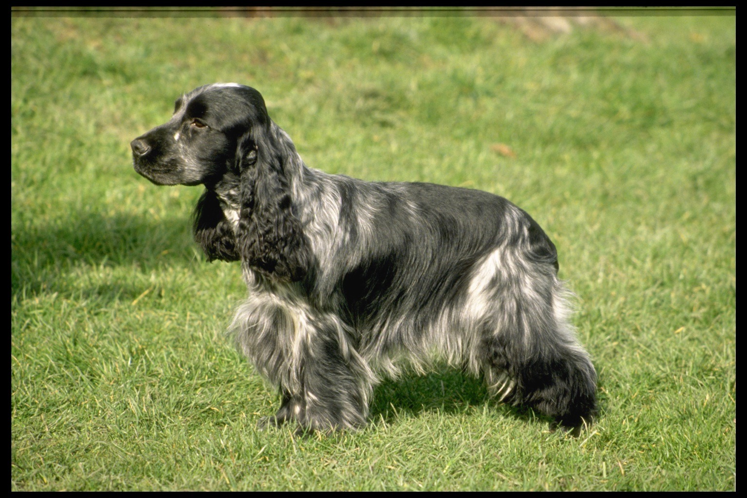 English Cocker Spaniel Breed Standard Breeds of small dogs best