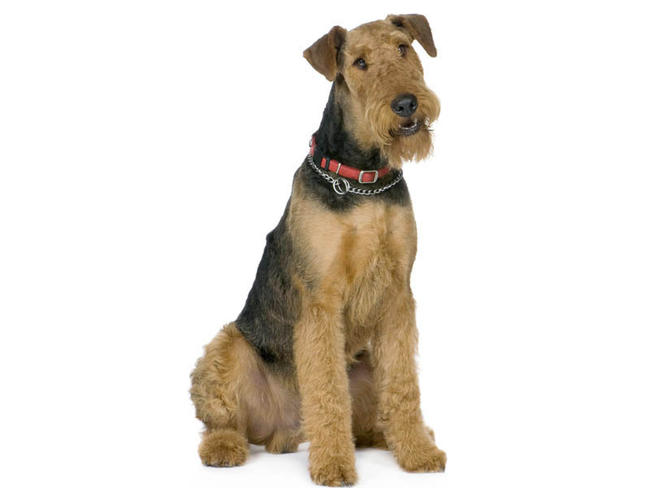 Airedale Terrier Dog breed all Terrier dogs breed Info Airedale Terrier Dog breed all Terrier dogs breed Info
