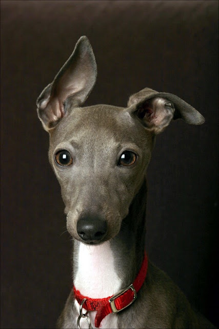 Italian Greyhound Dog with beautiful eyes