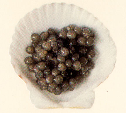[caviar+ostra.jpg]