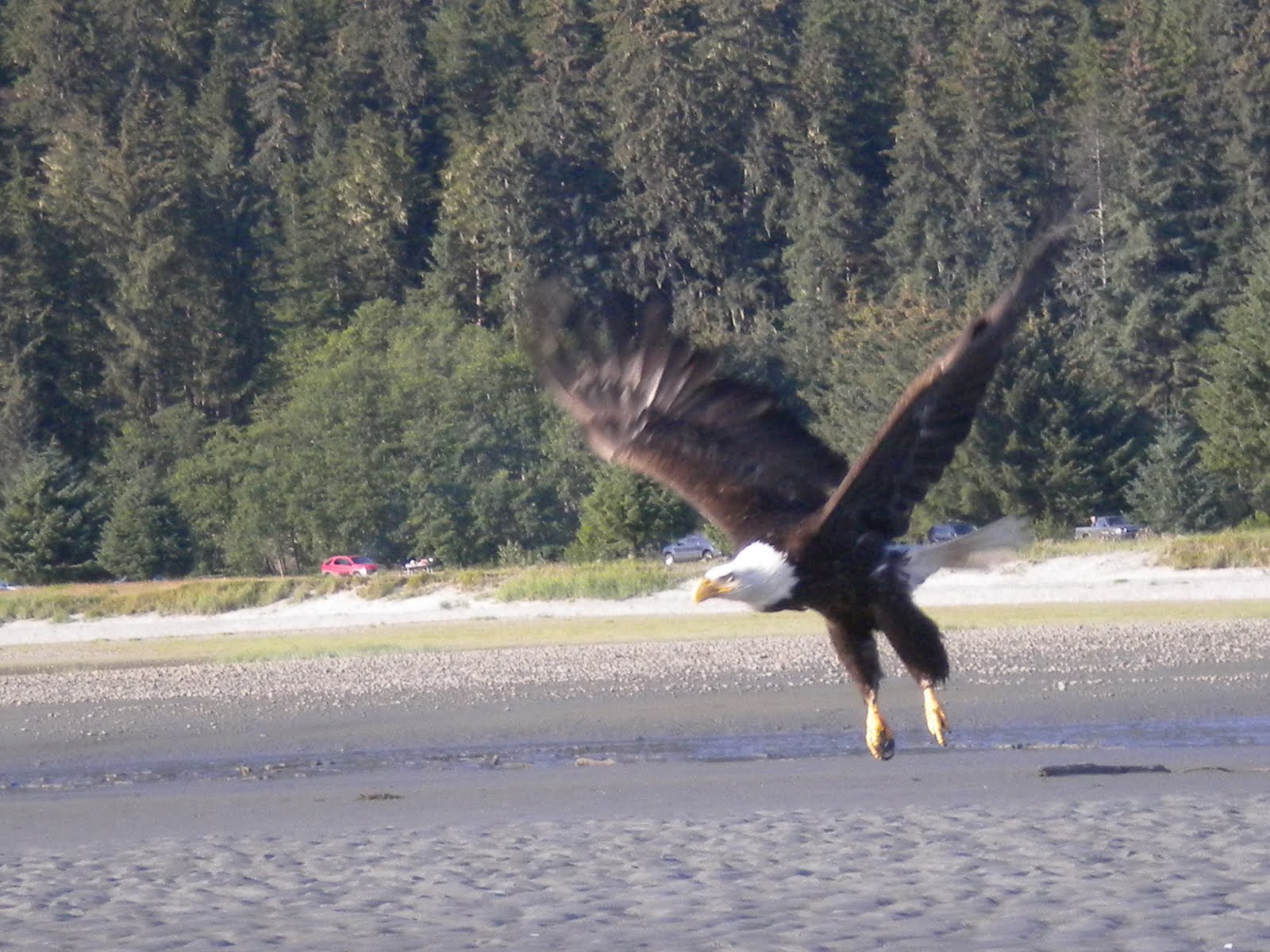 Wind Songs Eagles at Eagle Beach
