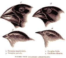 Darwin's finches