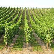 Moselle vineyard