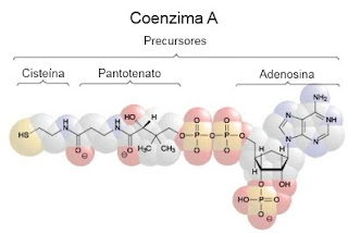 ¿Cuál es la impotencia crítica del piruvato para el metabolismo?