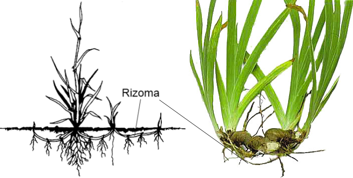 B.log.ia 2.0: Reproducción asexual y sexual en vegetales