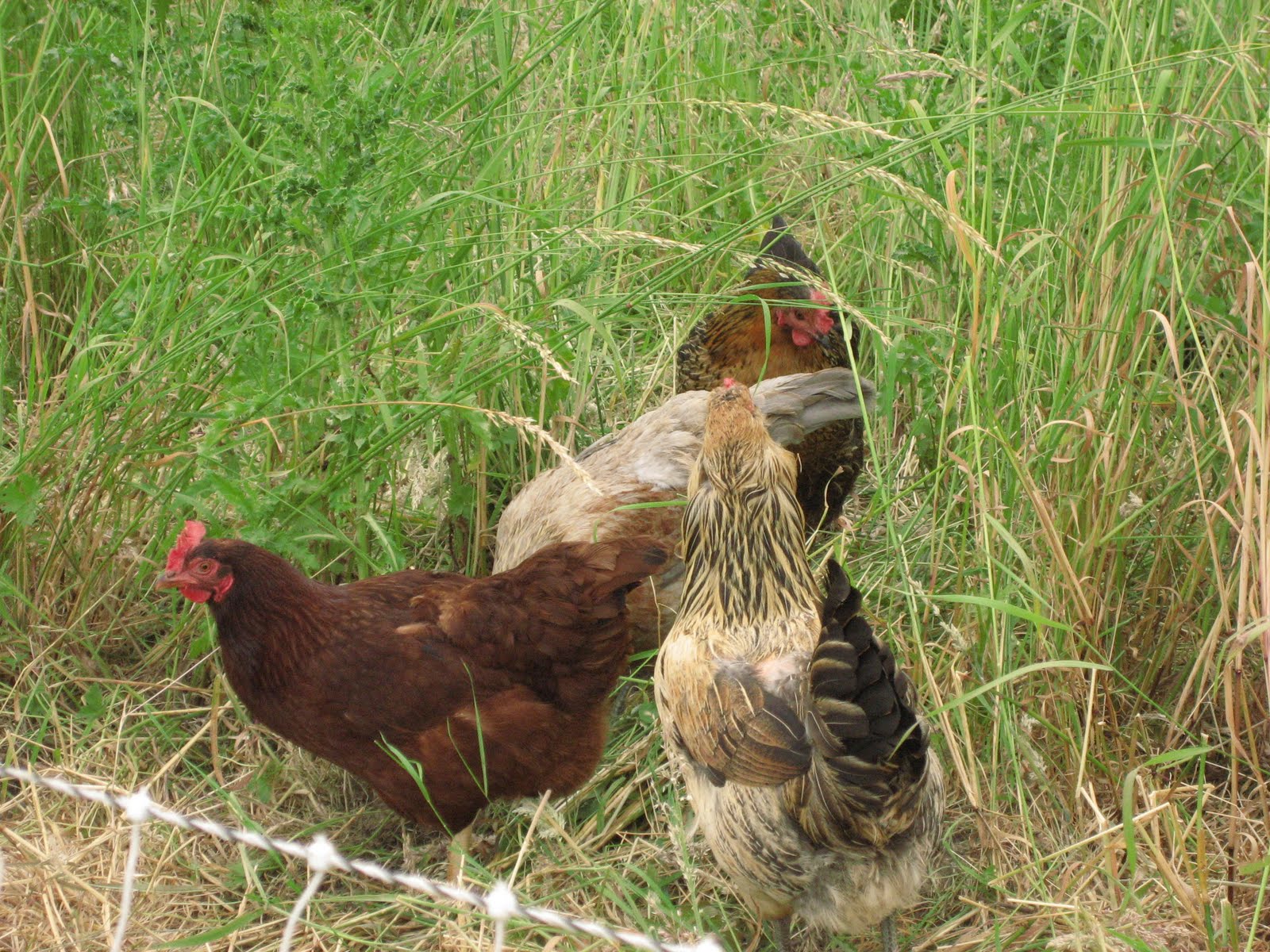 List of Omnivorous animals Pictures for Your Website on Animal Picture