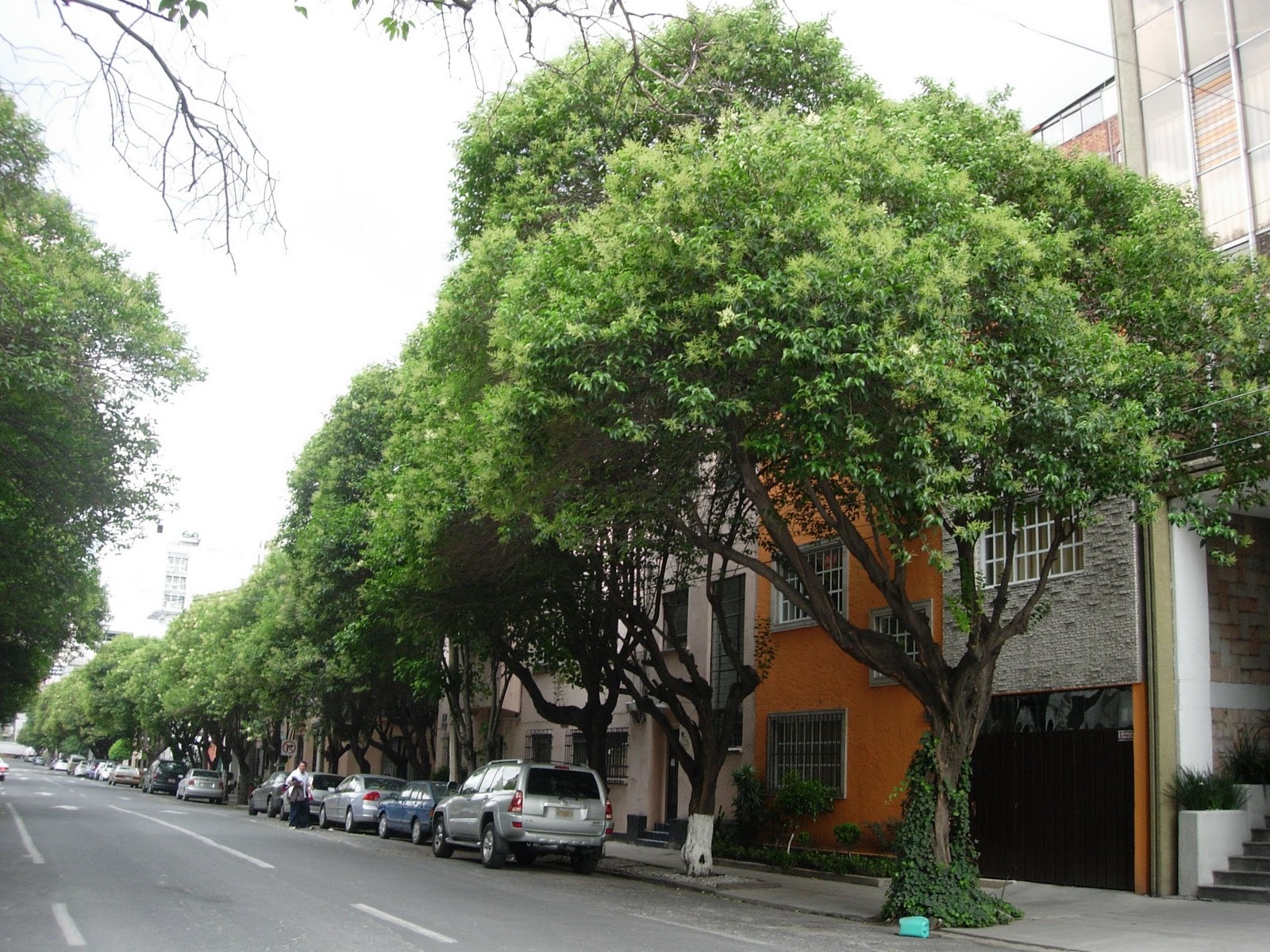 Siglo en la brisa: Árboles comunes de la ciudad de México (1/2)