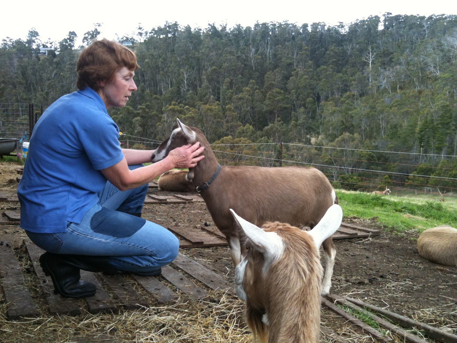 Piccalilly Hobart Goats and Shanley's
