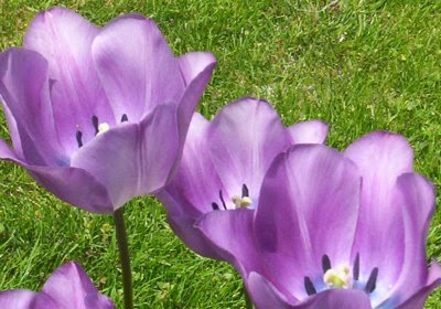 tulipan+violeta+cercamuy.JPG