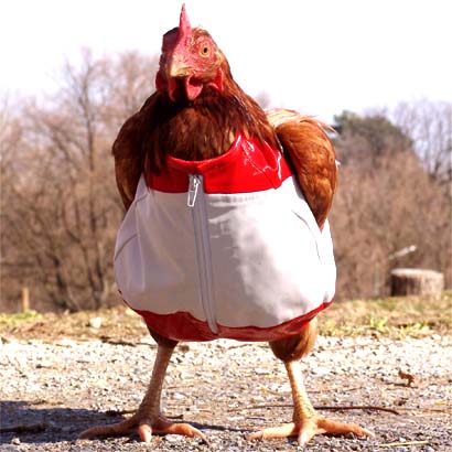 [chicken+in+clothes+ananova.jpg]