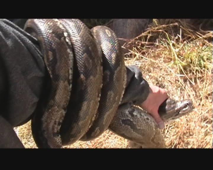 Snake stories from around the world