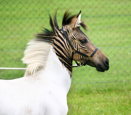 [Germany+Zoo+Animals+Zebra+Horse+Offbeat3.jpg]
