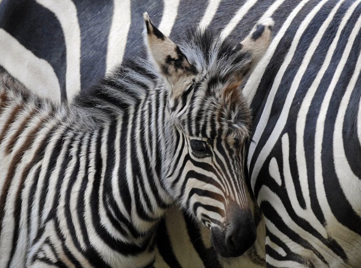 [baby+plains+zebra+stands+next+to+his+mother.jpg]